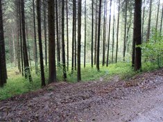 In dem Graben, wo am 8. Mai 1945 die Fahrzeuge der Waffen-SS abgestellt waren, befindet sich heute ein Wald. (Foto: Keusch)