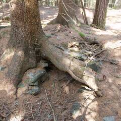 Reste einer deutschen Stellung im Wald, die mittlerweile überwachsen ist. (Foto: Gerold Keusch)