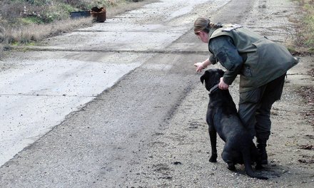 Eine Militärhundeführerin übt das Aufspüren von Kampfmitteln mit ihrem Militärhund. (Foto: Archiv MilHuz)