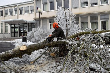 Die Bäume vor der Volksschule von Pivka gefährdeten das Leben der Schüler. (Foto: Toic)