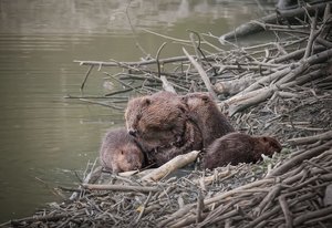 Biberfamilie auf dem TÜPl A. (Foto: TÜPl A)