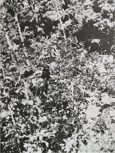 Im Busch ist oft nur ein freihändiger Anschlag wirkungsvoll. (Foto: TD 3/1963)