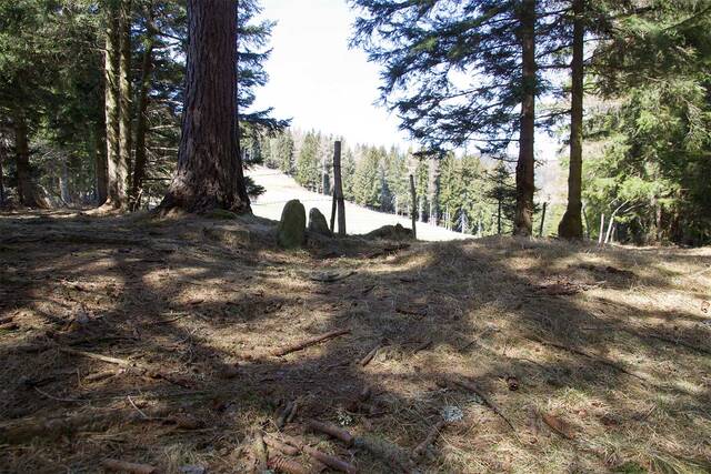 Reste einer deutschen Stellung am Waldeck mit Blick auf den gegenüberliegenden Waldrand, wo die Sowjets angriffen. (Foto: Gerold Keusch)