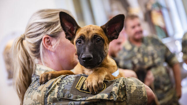 Ein Hundewelpe am Arm seiner Führerin.