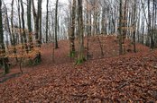 Die Stellungen der 1. Gruppe verlaufen auf der Geländekante des Hügels. (Foto: Keusch)