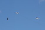 Zwei Eurofighter donnern über die Rennstrecke während ein Adler unbeirrt seine Kreise zieht. (Foto: RedTD/Gerold Keusch)