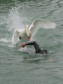 Schneller als der Schwan. (Foto: Archiv Keller) 