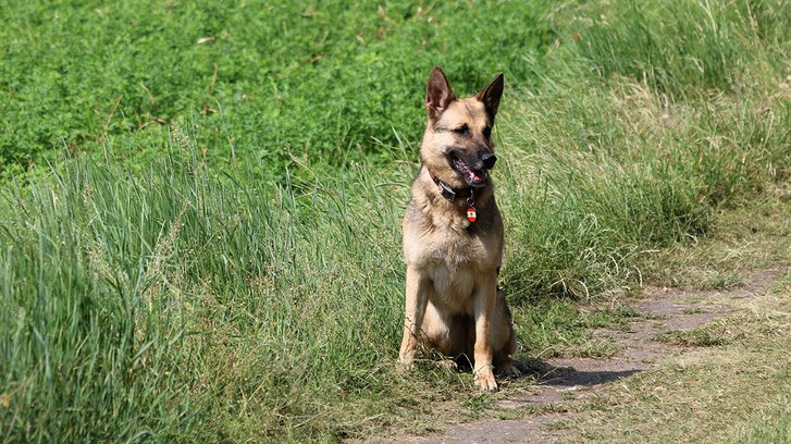 Das ÖBH hat neben Rottweilern und Labradoren auch Schäferhunde im Einsatz. (Foto: RedTD/Barthou)