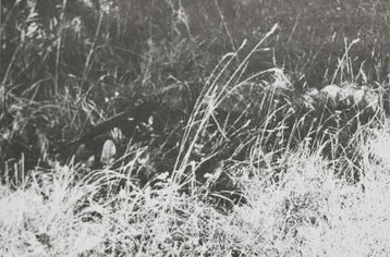 Das Gras ist noch nicht zu hoch für die Verwendung des Zweibeins - Schatten hat Tarnwirkung. (Alle Fotos: TD 3/1963)