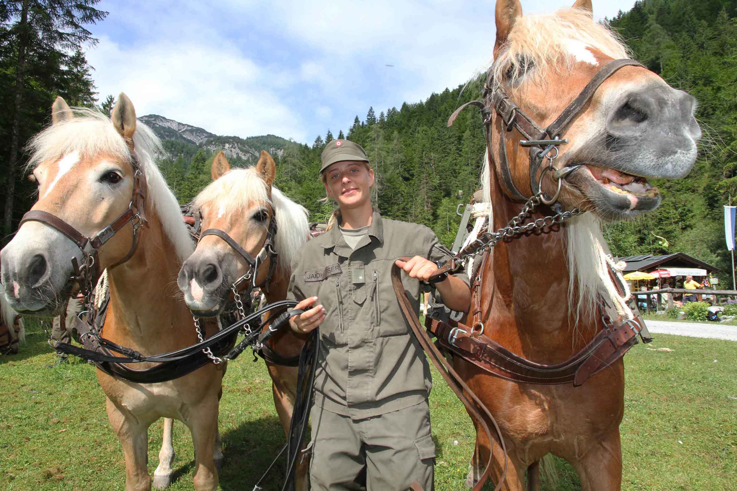 Haflinger des Tragtierzentrums. (Foto: Bundesheer/Wolfgang Riedlsperger)