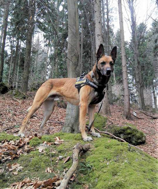 Wohlverdienter Ruhestand für Militärhund „Anubis“. (Foto: Bundesheer/Mario Frühwirth)
