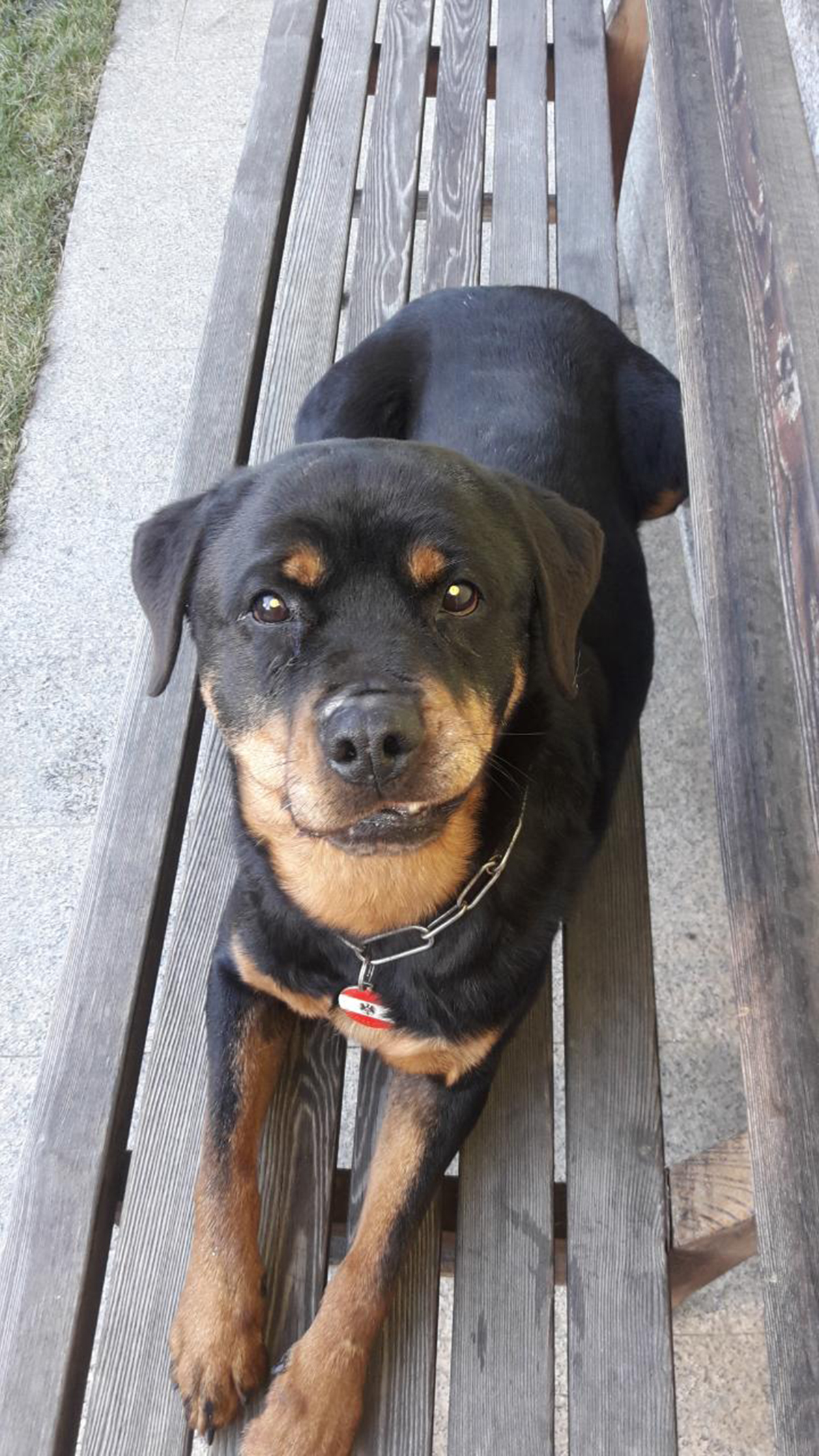 Die Rottweilerhündin „Fee“ geht in Pension. (Foto: Bundesheer/Erdmann Fraidl)