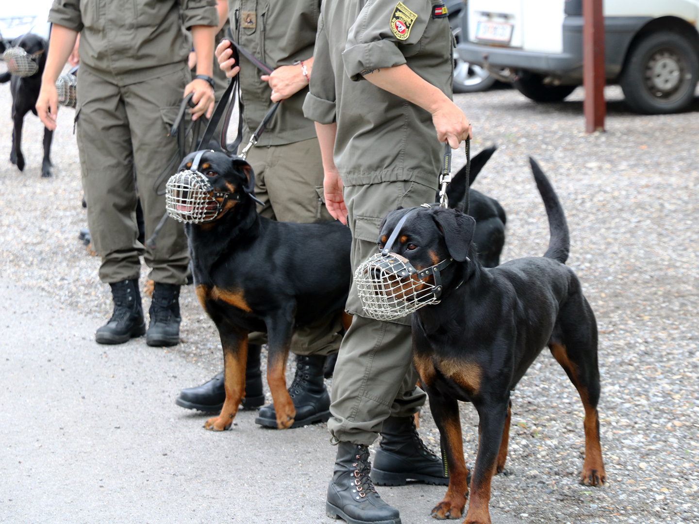 Neue Pensionsregelung für Militärhunde des ÖBH. Für diese noch jungen, im Dienst stehenden, Militärhunde wird es noch ein paar Jahre bis zur Pension dauern. (Foto: RedTD/Nikischer)